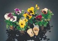 Jiffy Peat Pots - Round